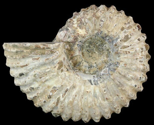 Bumpy Douvilleiceras Ammonite - Madagascar #53310